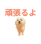 ペット集まれ～（個別スタンプ：15）