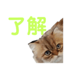 ペット集まれ～（個別スタンプ：17）
