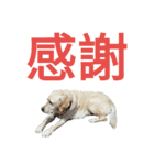 ペット集まれ～（個別スタンプ：20）