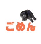ペット集まれ～（個別スタンプ：21）