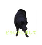 ペット集まれ～（個別スタンプ：24）
