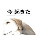 ペット集まれ～（個別スタンプ：25）