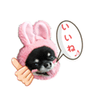 犬のある生活 2（個別スタンプ：1）