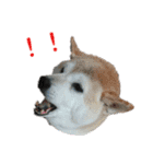 犬のある生活 2（個別スタンプ：2）