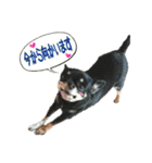 犬のある生活 2（個別スタンプ：3）