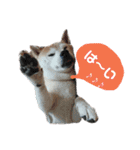 犬のある生活 2（個別スタンプ：4）
