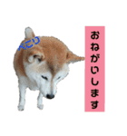 犬のある生活 2（個別スタンプ：5）