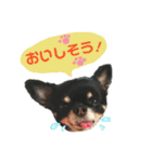 犬のある生活 2（個別スタンプ：6）