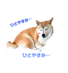 犬のある生活 2（個別スタンプ：7）
