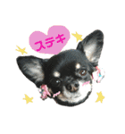 犬のある生活 2（個別スタンプ：8）