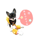 犬のある生活 2（個別スタンプ：9）
