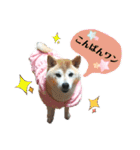 犬のある生活 2（個別スタンプ：10）