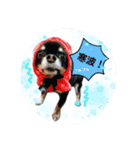 犬のある生活 2（個別スタンプ：11）