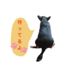 犬のある生活 2（個別スタンプ：12）