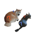 犬のある生活 2（個別スタンプ：13）