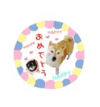 犬のある生活 2（個別スタンプ：15）