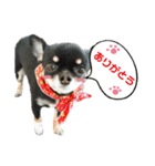 犬のある生活 2（個別スタンプ：16）