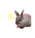 モカちゃんズ2（個別スタンプ：3）