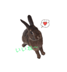 モカちゃんズ2（個別スタンプ：4）