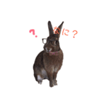 モカちゃんズ2（個別スタンプ：5）