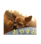 くぅスタンプ 1（個別スタンプ：3）