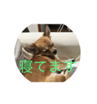 くぅスタンプ 1（個別スタンプ：4）