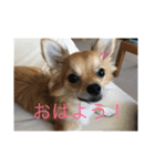 くぅスタンプ 1（個別スタンプ：6）