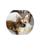 くぅスタンプ 1（個別スタンプ：9）