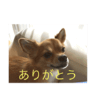 くぅスタンプ 1（個別スタンプ：10）