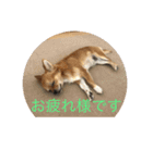 くぅスタンプ 1（個別スタンプ：12）