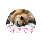 くぅスタンプ 1（個別スタンプ：16）