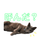 ロシブルのソレイユすたんぷ（個別スタンプ：10）