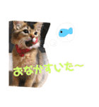 ちょことはむは仲良し（個別スタンプ：2）