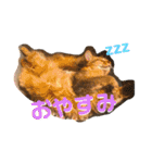 ちょことはむは仲良し（個別スタンプ：3）