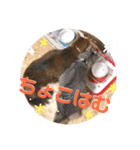 ちょことはむは仲良し（個別スタンプ：4）