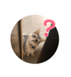 ちょことはむは仲良し（個別スタンプ：6）