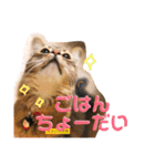ちょことはむは仲良し（個別スタンプ：9）