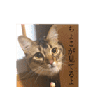 ちょことはむは仲良し（個別スタンプ：10）