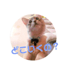 ちょことはむは仲良し（個別スタンプ：13）