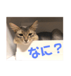 ちょことはむは仲良し（個別スタンプ：14）