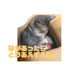 ちょことはむは仲良し（個別スタンプ：15）
