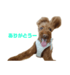 トイプードル～モカ（個別スタンプ：1）