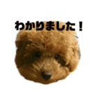 トイプードル～モカ（個別スタンプ：6）