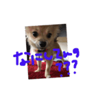 ツナときどき空（個別スタンプ：16）
