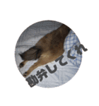 ツナときどき空（個別スタンプ：18）