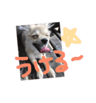ツナときどき空（個別スタンプ：21）