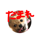 ツナときどき空（個別スタンプ：24）