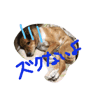 ツナときどき空2（個別スタンプ：15）
