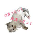 ハルくんといっしょ（個別スタンプ：7）