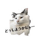 ハルくんといっしょ（個別スタンプ：8）